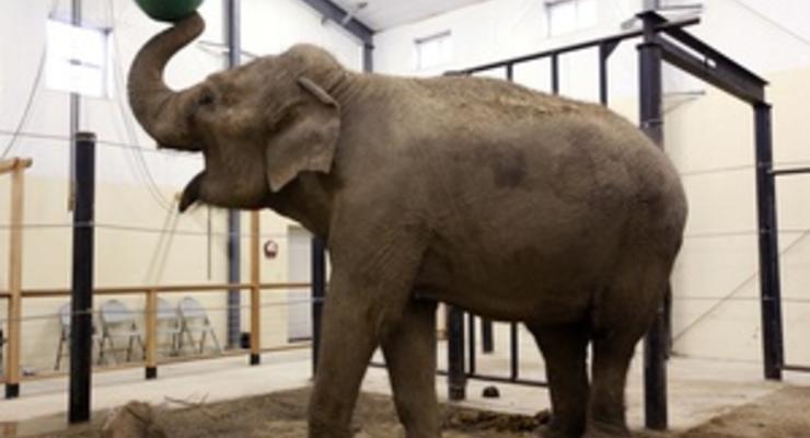 Под Парижем сбежавший из вольера слон затоптал пенсионера