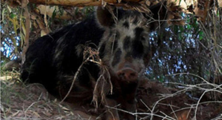 В Австралии дикую свинью обвинили в краже пива