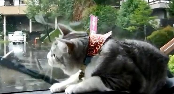 Охота на дворники: забавная кошка покоряет интернет (ВИДЕО)