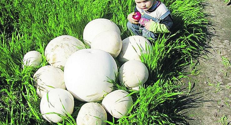 Вымахали: В Киевской области нашли гигантские грибы