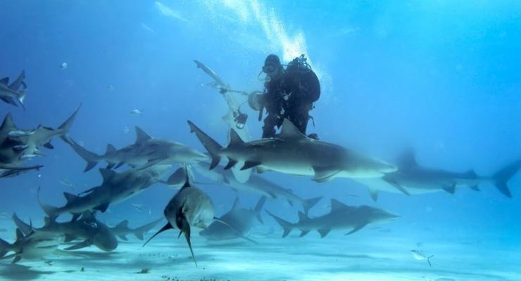 Смертельно опасное увлечение: Акула украла камеру у фотографа (ФОТО)