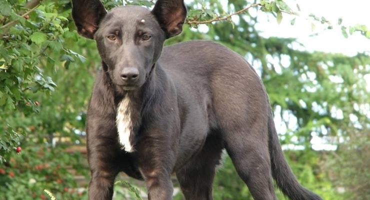 На Крещатике нашли собаку, похожую на Путина (ФОТО)