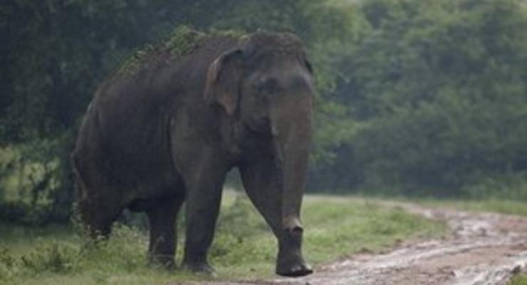 В Индии слон затоптал британского туриста