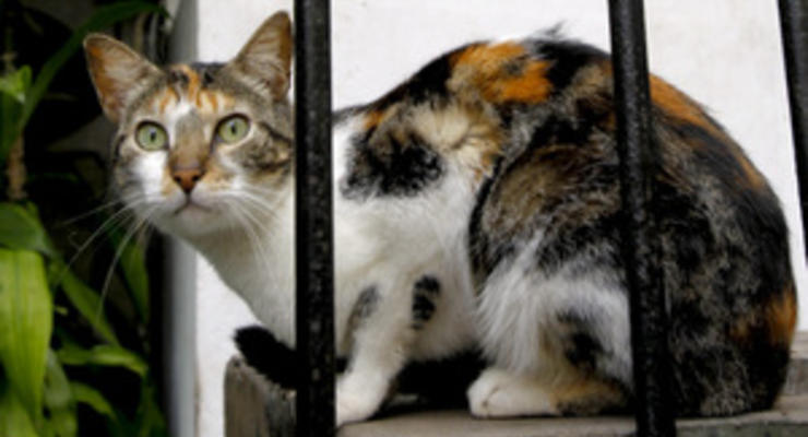Защитники животных в Перу призывают не есть кошек