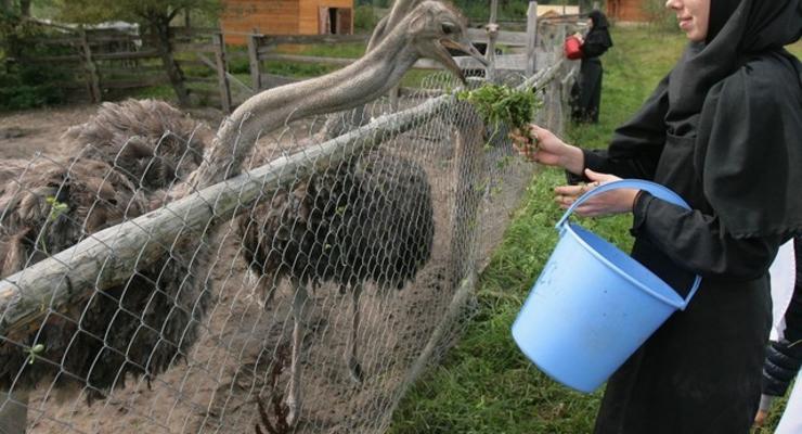 Женщины в черном: Украинские монахини разводят страусов и ездят на конях (ФОТО)