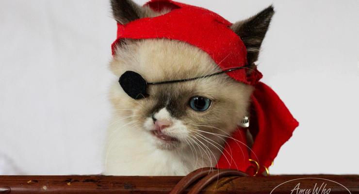 Одноглазый котик-пират стал звездой интернета (ФОТО)