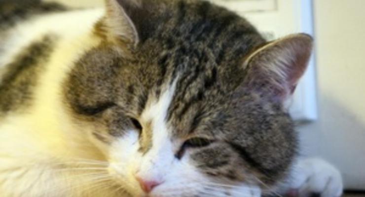 В США признали виновным мужчину, водившего в нетрезвом виде, чтобы "спасти кота"