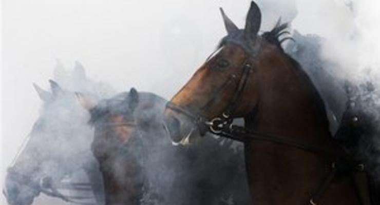 В США лошадей могут классифицировать как опасных агрессивных животных