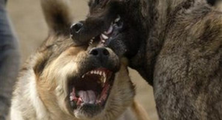 В Одессе бойцовская собака покусала пенсионерку, пострадавшая в критическом состоянии