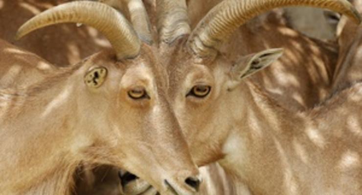 На Гавайях мужчина украл стадо породистых козлов с помощью скотча