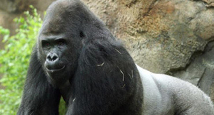 Зоопарк Далласа отправил гориллу-сексиста на реабилитацию