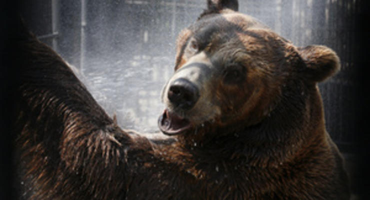 На Аляске официантка прогнала из бара медведя