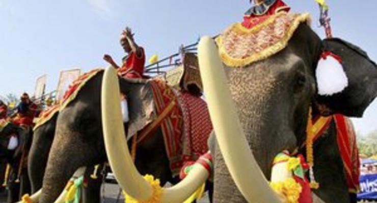 Властям Таиланда угрожают демонстрацией со слонами