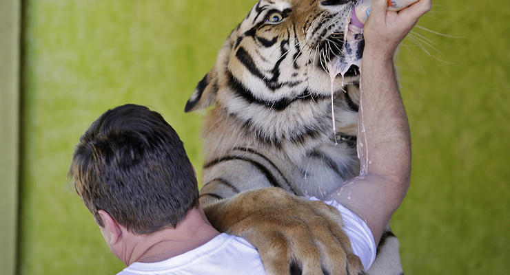 День в фото: ручной тигр и мужчины в каблуках