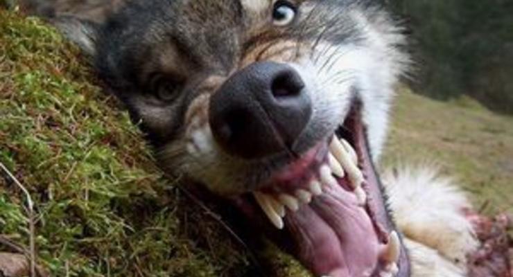 Волк, напавший на жителей Житомирской области, был бешеным