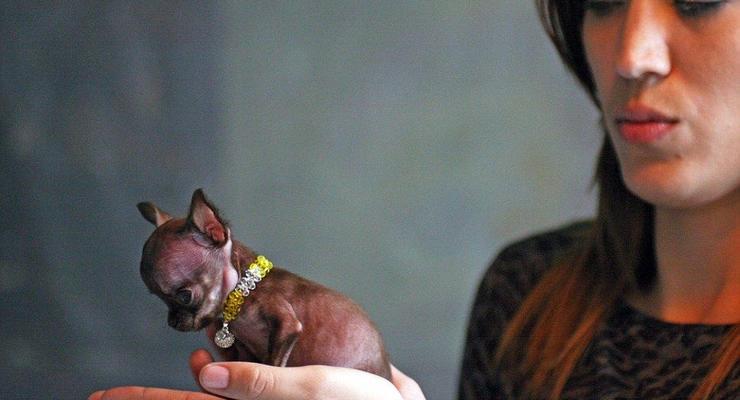 Крошка на ладошке: названа самая маленькая собака в мире (ФОТО)
