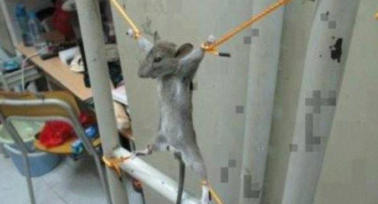 Мышиные пытки: Соцсети возмущены ФОТО распятого грызуна
