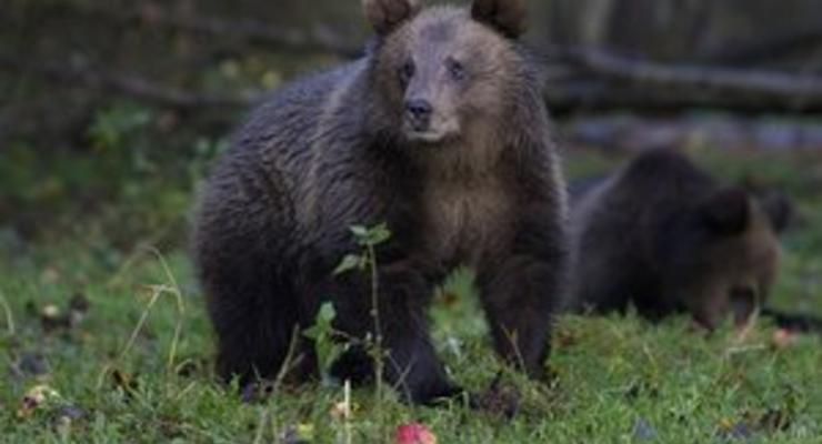 В России медведь похитил у дачников борщ