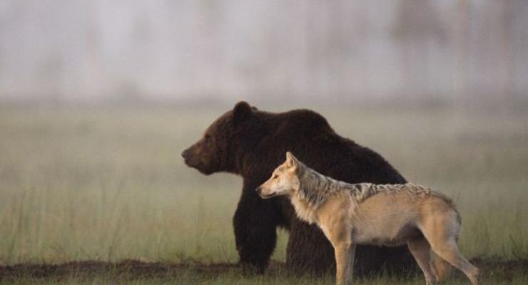 Больше, чем друзья. Волчица охотится с медведем (ФОТО)