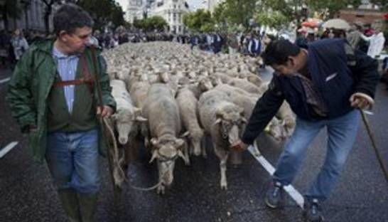 Испанские пастухи, протестуя против урбанизации, прогнали по Мадриду две тысячи овец