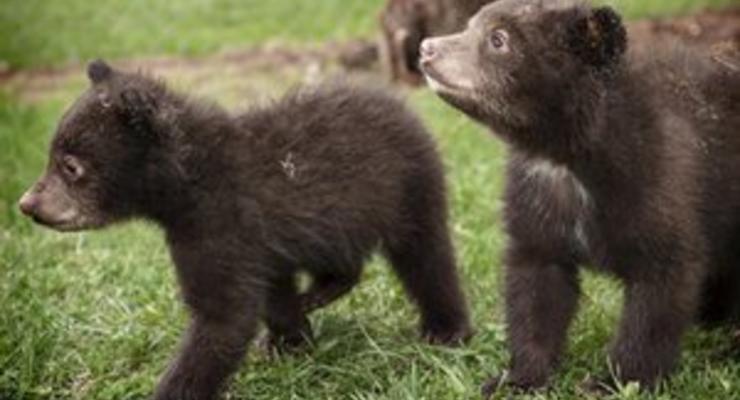 В России спасли гималайского медвежонка, застрявшего головой в бидоне
