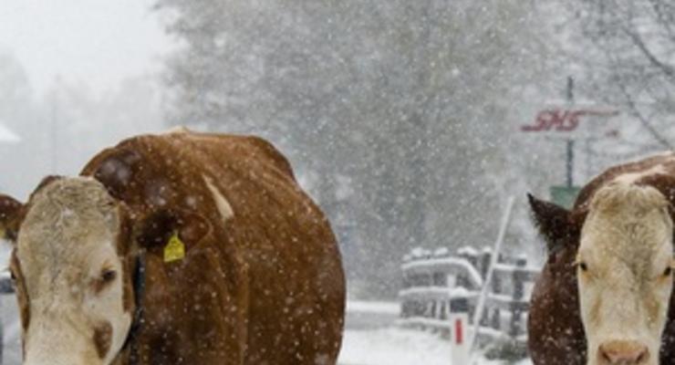 В США из-за снегопадов погибли порядка 100 тысяч коров