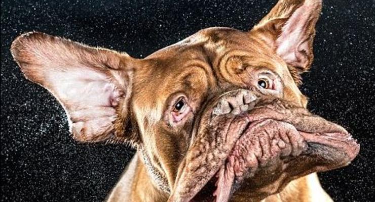 Слюнявые милашки: ФОТО собак, трясущих головой