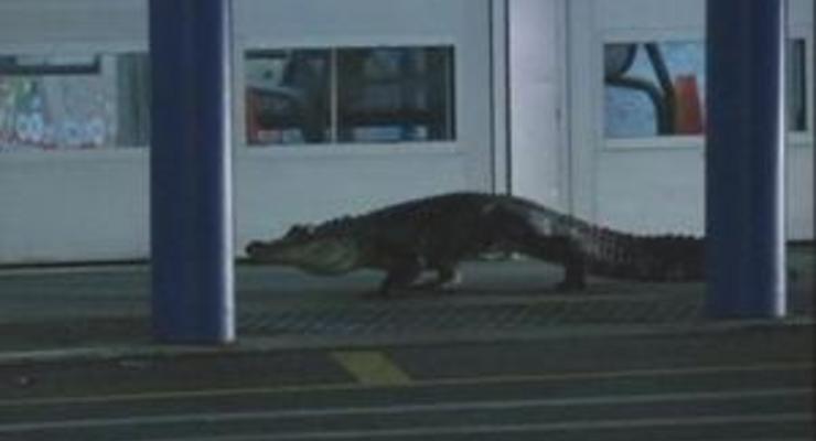 В США двухметровый аллигатор попытался забраться в торговый центр