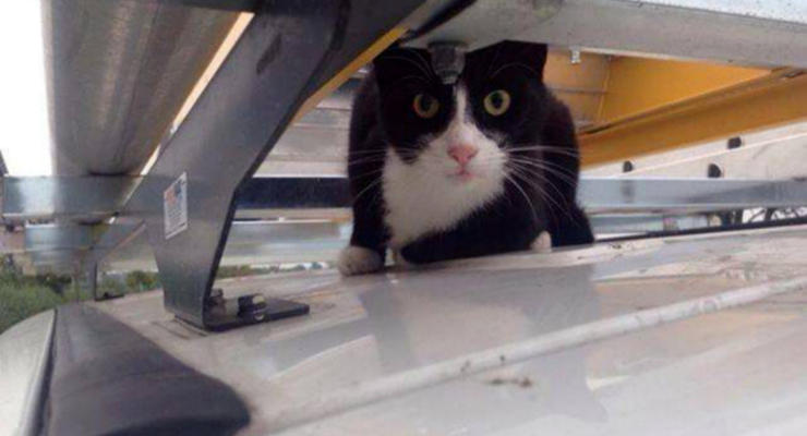 Кот прокатился на крыше фургона со скоростью 100 километров в час (ФОТО)