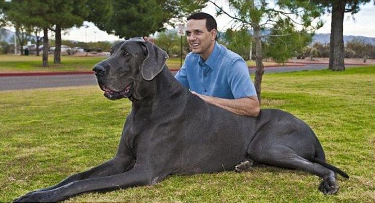 Умерла самая высокая собака в мире (ФОТО) - Новости bigmir)net