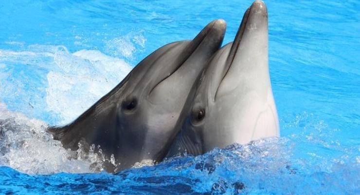 Скандал в крымском дельфинарии: дельфины и котики арестованы