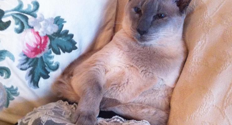 Gucci в трусах: кот, который носит женское белье (ФОТО)