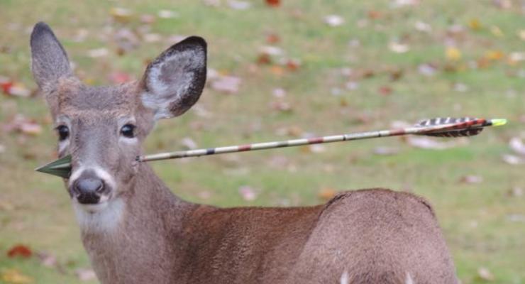 Прострелили насквозь: Найден олень со стрелой в голове
