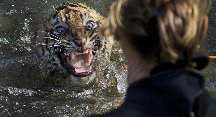 Животные недели: тигренок в воде и котенок в пепле