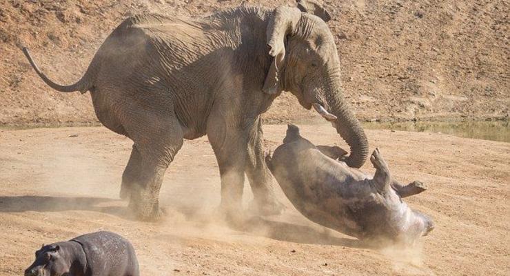Битва толстокожих: Слон напал на бегемота (ФОТО)