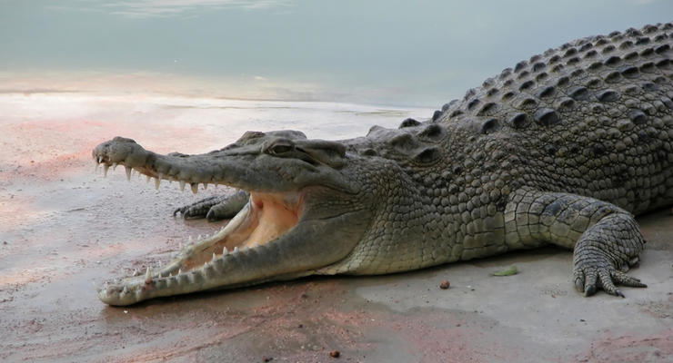 Голодные игры: Туриста едва отбили от крокодила (ФОТО)