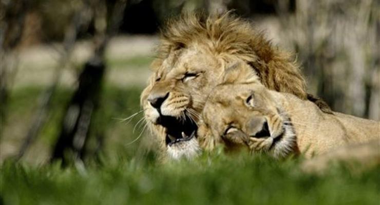 В Далласе лев загрыз львицу на глазах у посетителей