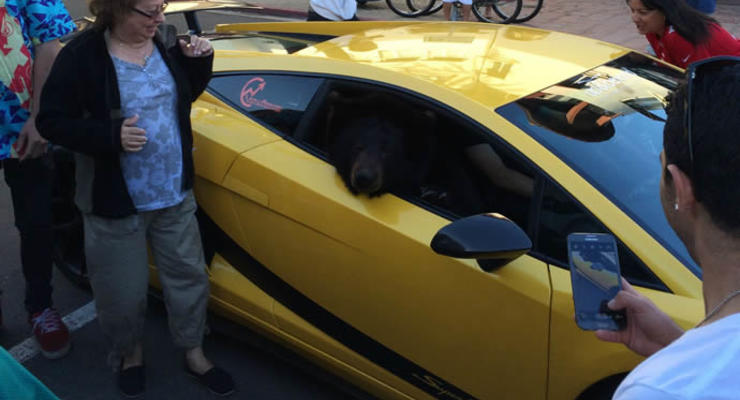 Животные недели: Медведь в Lamborghini и страшное подводное существо (ВИДЕО)