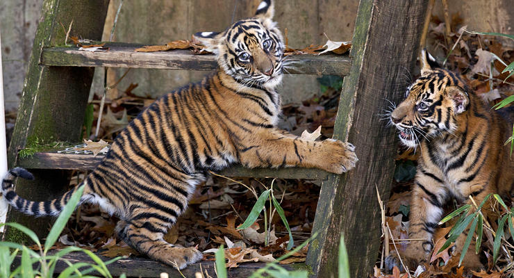 Юные тигры Вашингтона и дикая киевская рысь: лучшие ФОТО животных недели