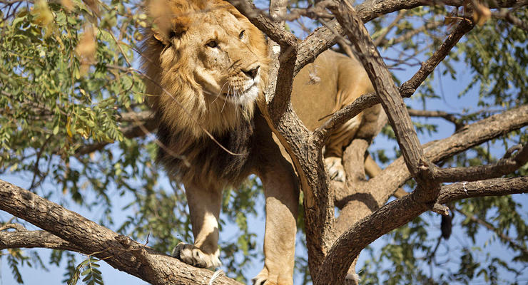 Животные недели: Лев на высоте и горемычный котенок (ФОТО)