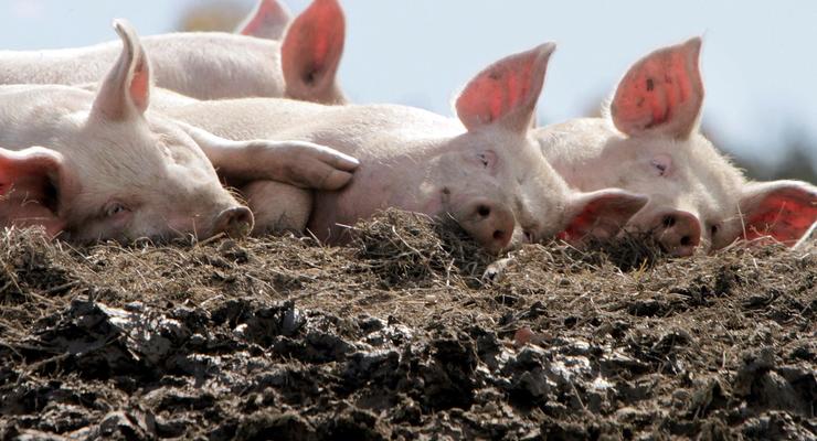 В Италии босса мафии заживо скормили свиньям