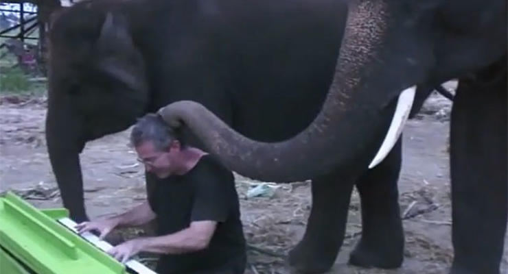 В Таиланде слон подыграл музыканту на фортепиано
