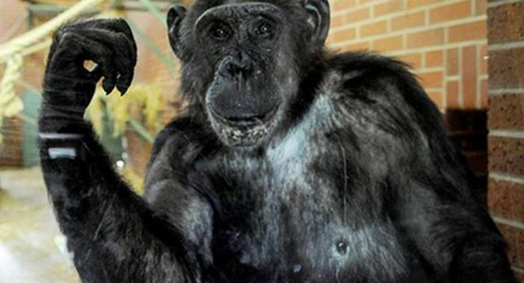 Защитники животных просят признать шимпанзе личностью