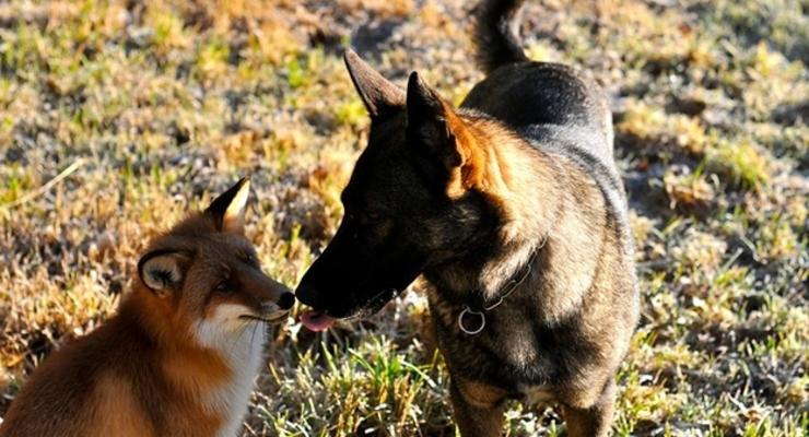 Сказочная дружба собаки с лисой (ФОТО)