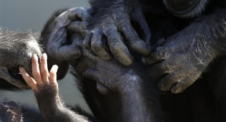 В Нью-Йорке шимпанзе отказали в правах человека