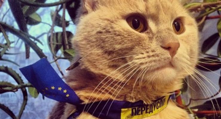Животные недели: кот с символикой Евромайдана и новорожденные медвежата (ФОТО)