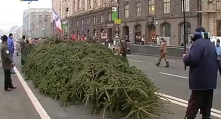 На Евромайдан привезли 14-метровую живую елку