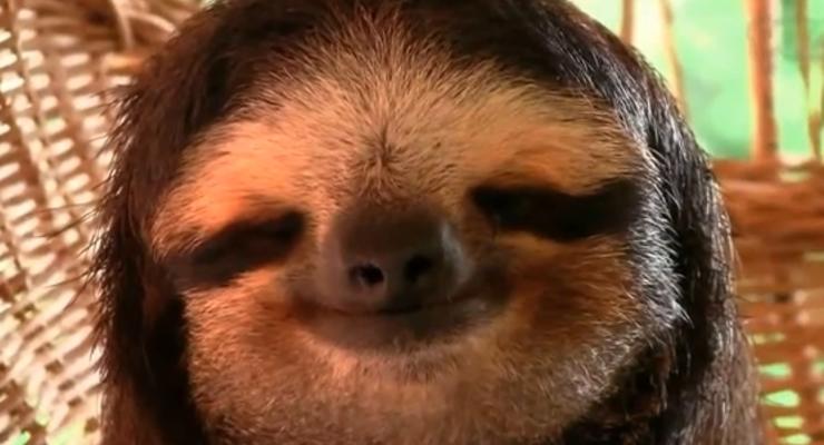 Счастливый ленивец и смешной сонный малыш - лучшие COUB видео дня
