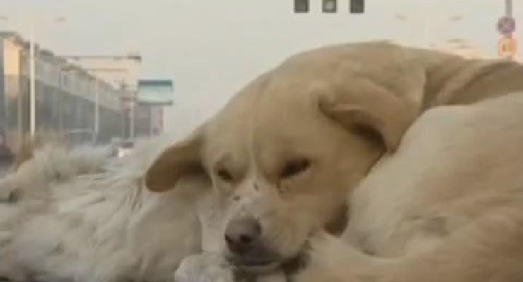 Добрый самаритянин: Собака охраняла тело своего мертвого друга на дороге