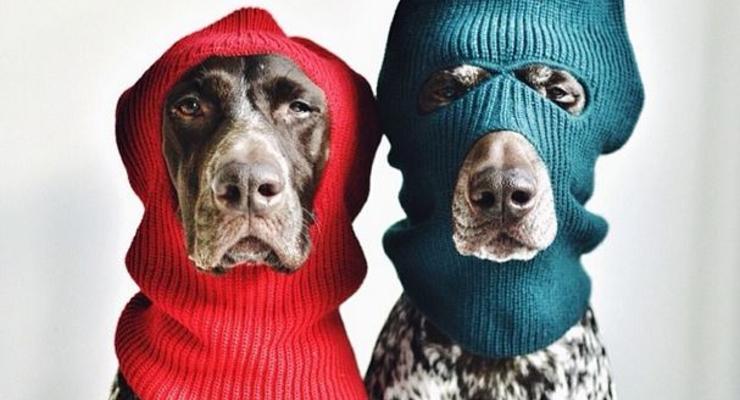 Пойнтер бро: собаки стали новыми звездами Instagram